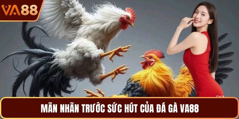 Mãn nhãn trước sức hút của đá gà VA88 