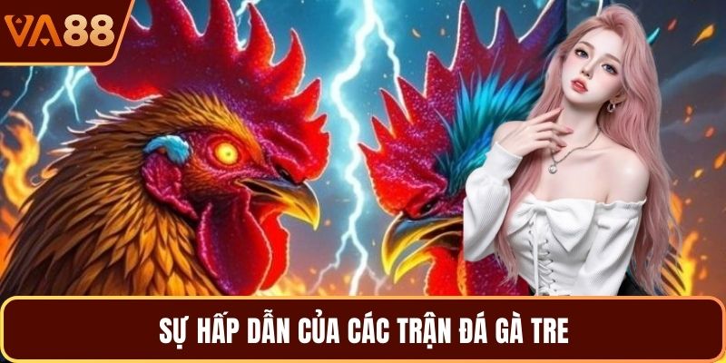 Sự hấp dẫn của các trận đá gà tre